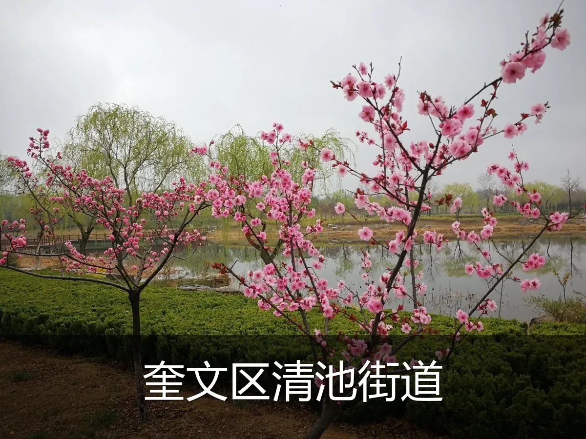 奎文区清池街道